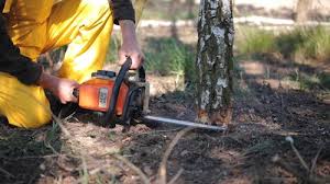 How Our Tree Care Process Works  in  Waretown, NJ