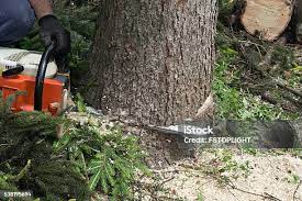 Best Tree Preservation Services  in Waretown, NJ