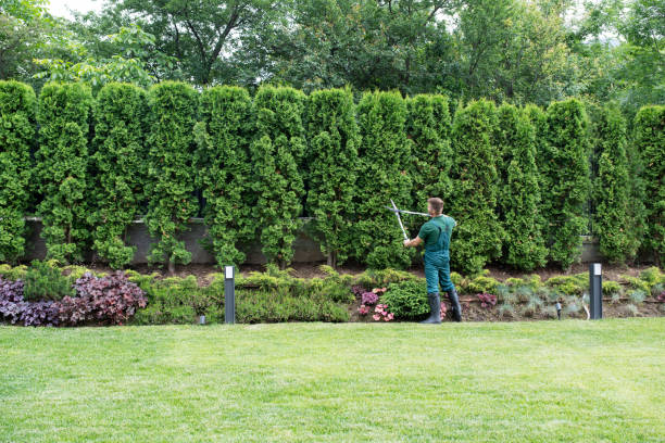 Best Tree Removal  in Waretown, NJ