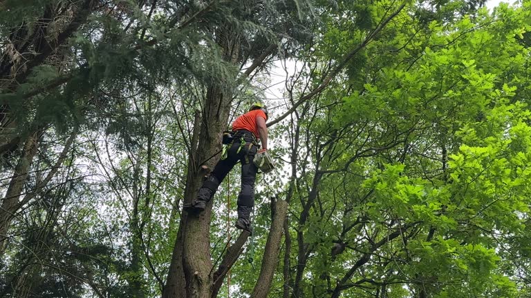 Best Root Management and Removal  in Waretown, NJ