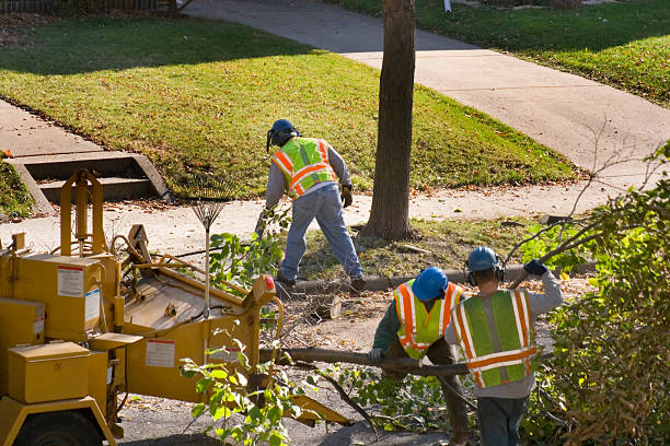Best Arborist Consultation Services  in Waretown, NJ