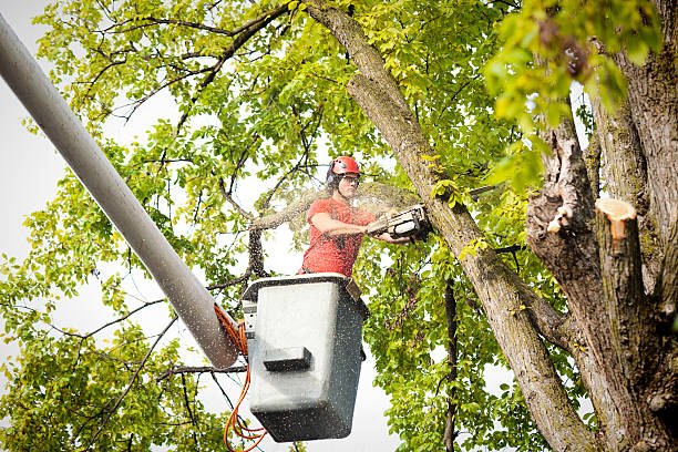 Waretown, NJ Tree Removal Company